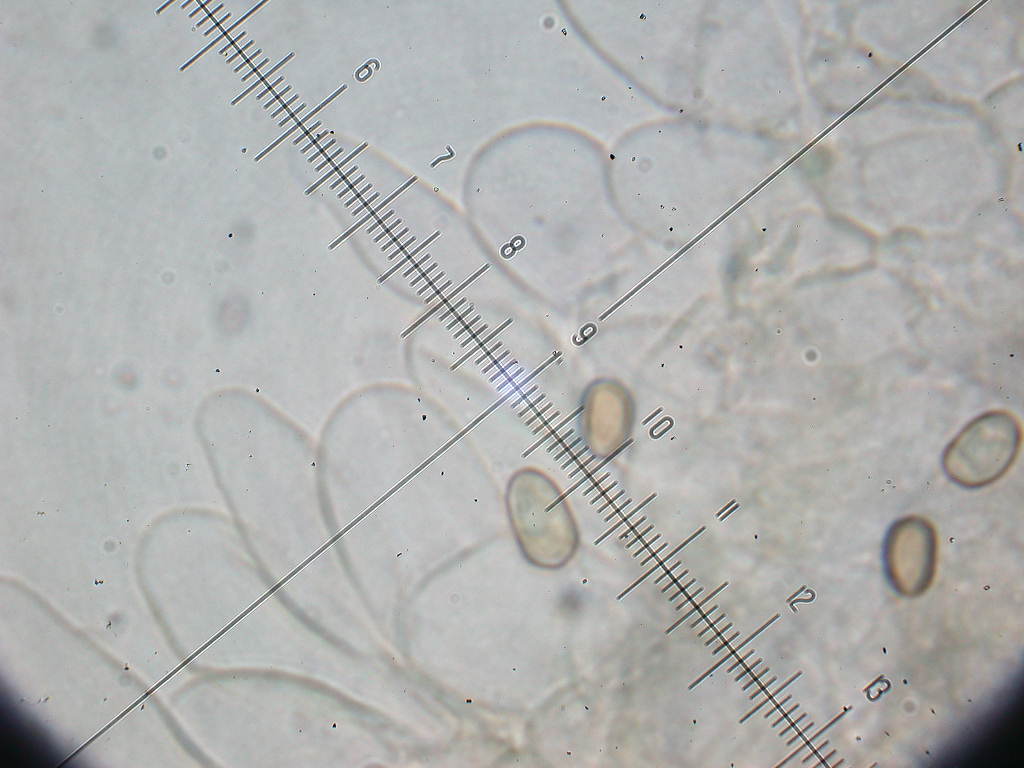 Sotto Alnus glutinosa...(cfr. Inocybe squarrosa)